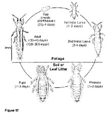 Western Flower Thrips Life Cycle