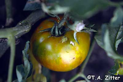 cloudy spot on tomato