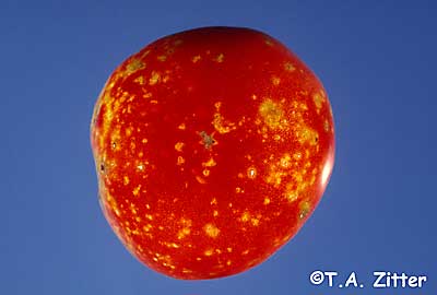cloudy spot on tomato