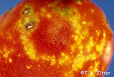 cloudy spot on tomato