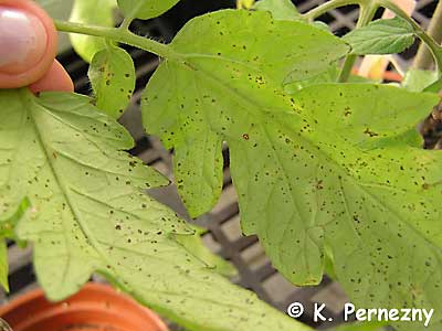 target spots on tomato leaves