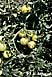 Tobacco mosaic & potato virus X 