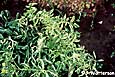 tomato yellow leaf curl