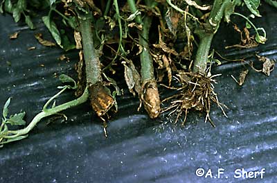 Tifluralin damge on tomato