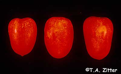 unknown cause of damage on tomato