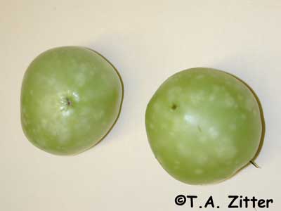 unknown cause of damage on tomato