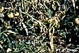 Verticillium wilt 