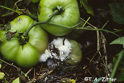 white mold on tomato