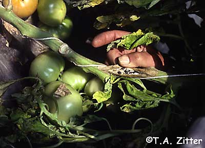 white mold on tomato