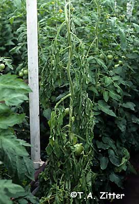 white mold on tomato