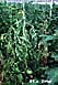 White mold