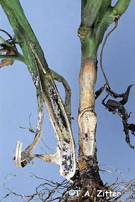 White mold minor on tomato