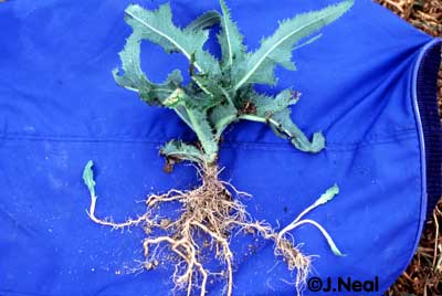 Perennial sowthistle with rhizomes