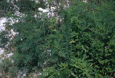 Common ragweed photo